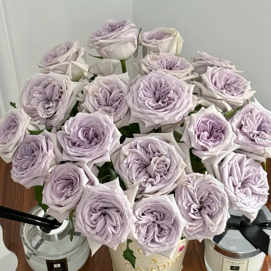 Purple lychee / purple o'hara. Own root. Small size plant | Etsy (US)