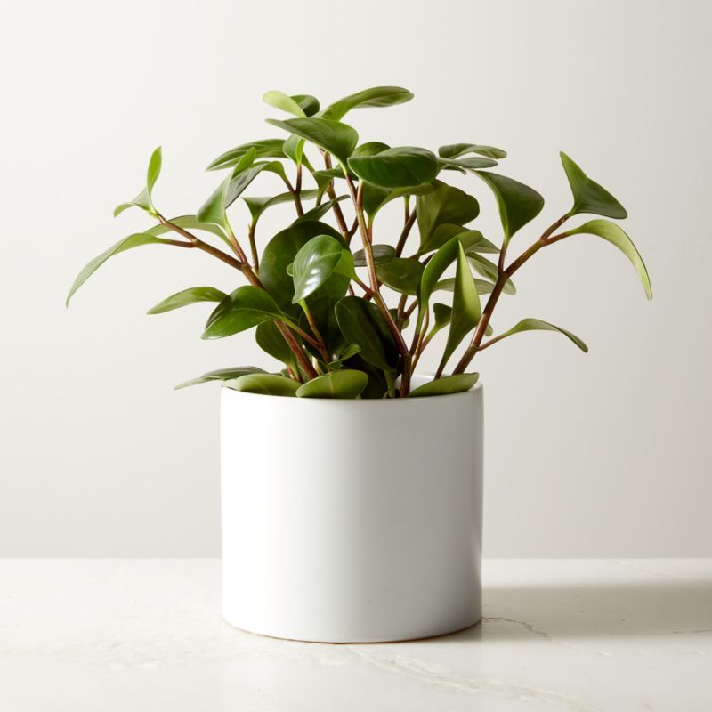 Small Baby Rubber Plant (Peperomia Obtusifolia) in 6'' White Ceramic Pot | CB2 | CB2
