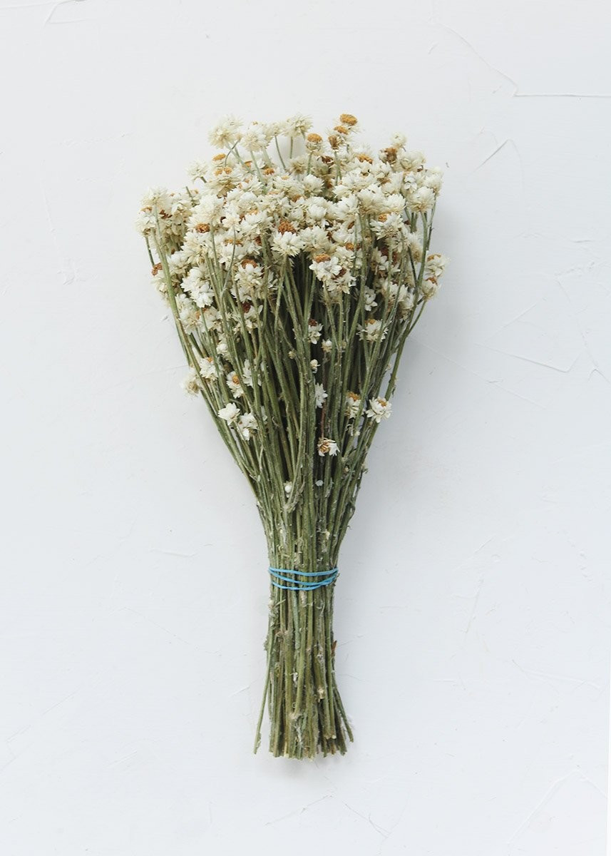 Dried Ammobium Flowers | Afloral (US)