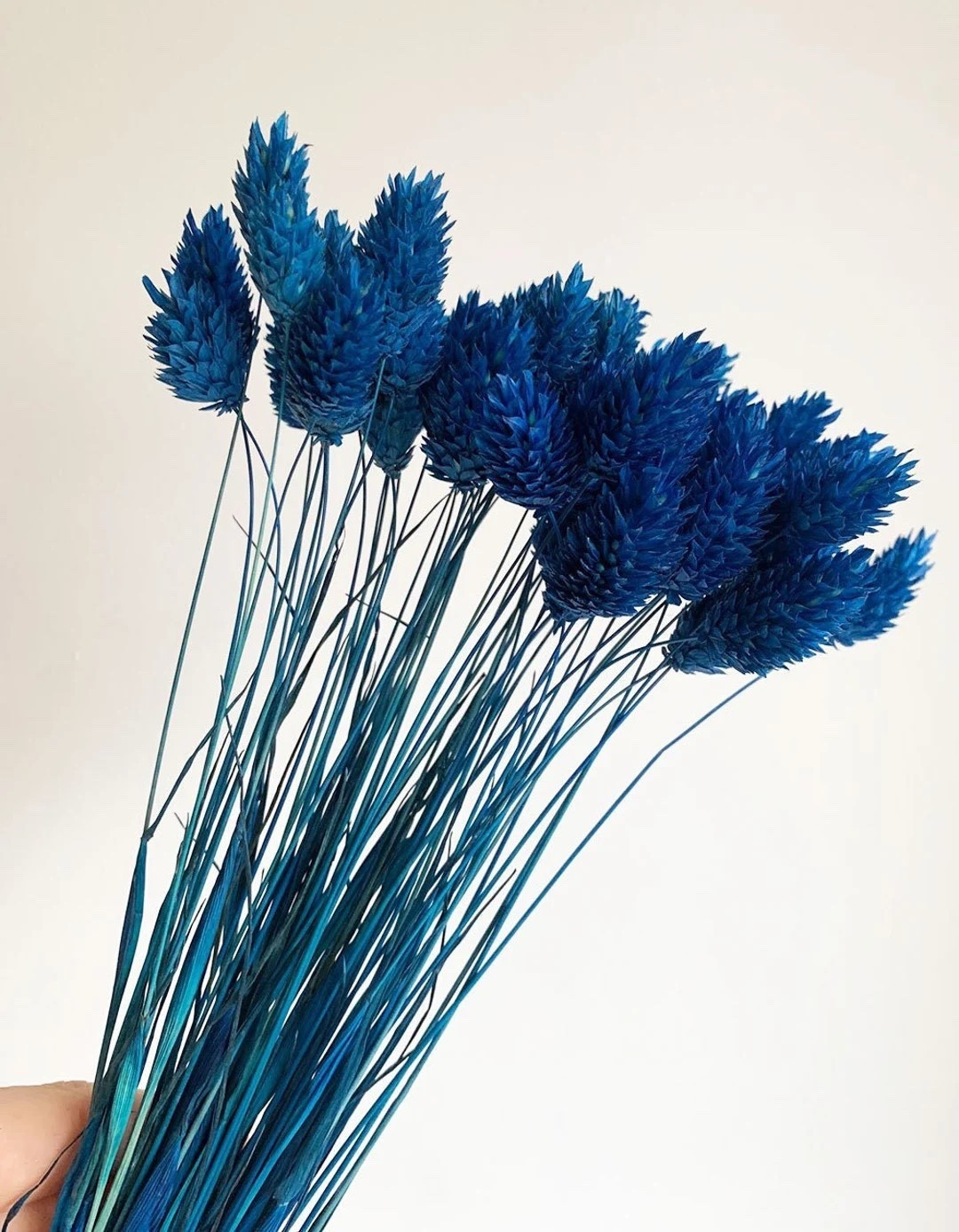 Soft and sculptural, this dried canary grass bundle adds beautiful texture and movement to home décor, wedding bouquets, and DIY floral designs. Made from real phalaris grass, each stem features natural variation in length and fullness for an organic, effortlessly styled look. With a generous bundle and long stems to work with, this eco-conscious craft supply ships from Virginia.
#LTKhome #LTKweddings #driedflowers #canarygrass #phalaris #craftsupplies #bohodecor #weddingflowers #etsyfinds #sustainablestyle

#LTKWedding #LTKHome #LTKSeasonal