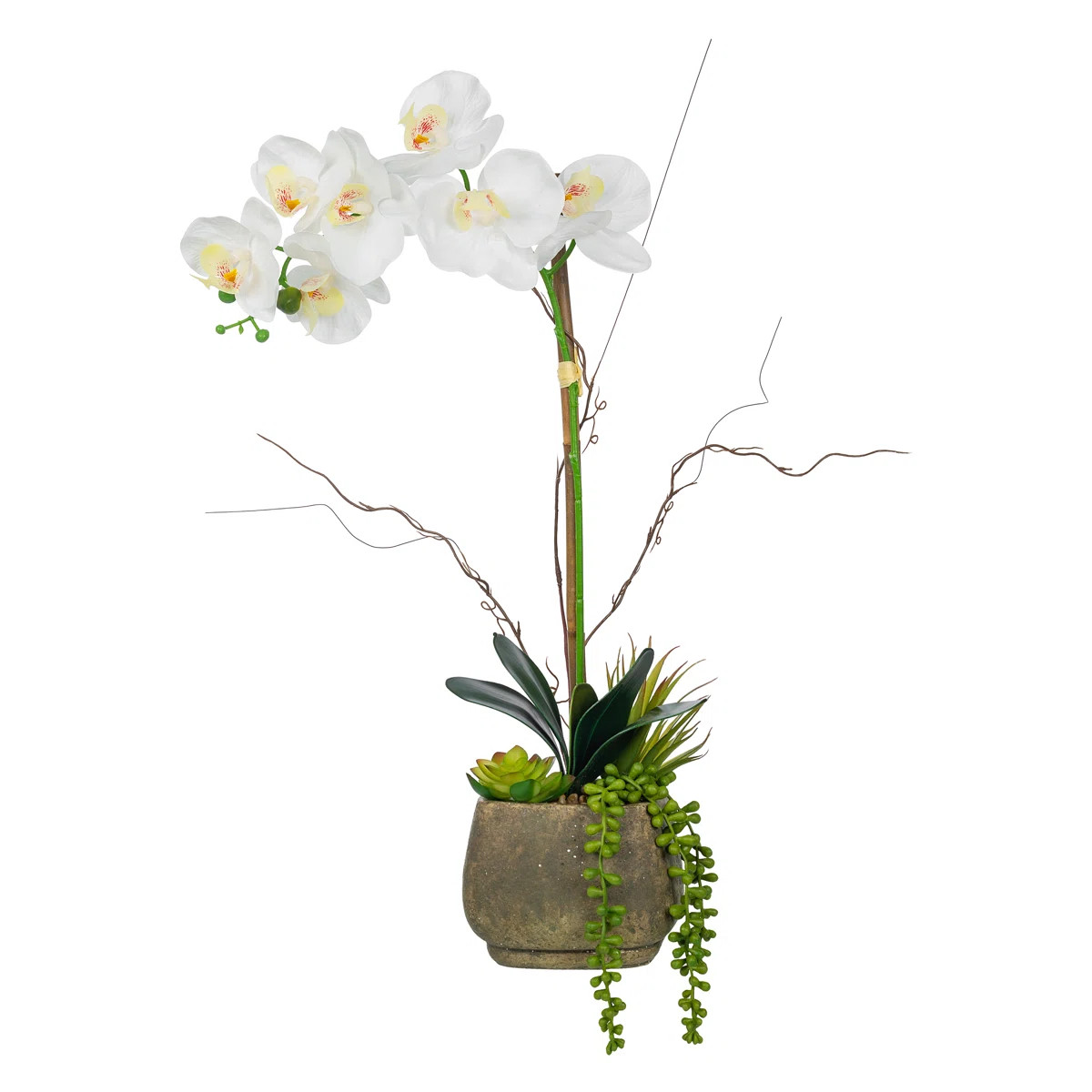 Phalaenopsis Orchid Floral Arrangement in Decorative Cement Pot | Wayfair North America