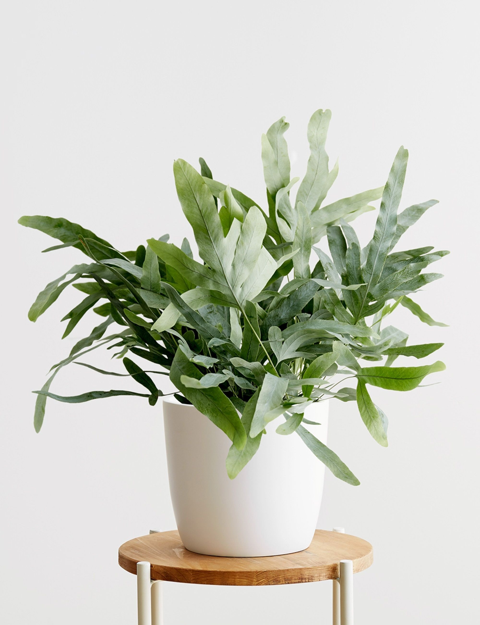 Medium Blue Star Fern, White | Lulu and Georgia 
