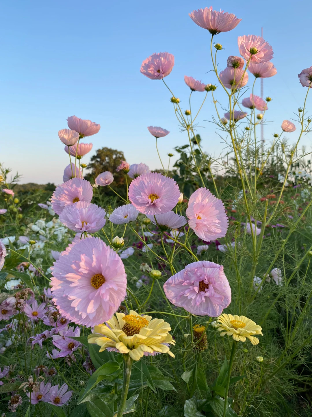 Blush Cupcake Cosmos Seed, Pink Cosmos Seeds- Great for Cut Flower Gardens and Pollinator Gardens... | Etsy (US)
