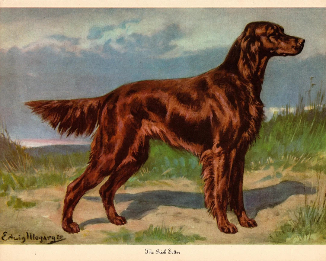 Antique IRISH SETTER Print Wall Art Decor Vintage 1942 Edwin Megargee Hunting Dog Gallery Wall Ar... | Etsy (US)