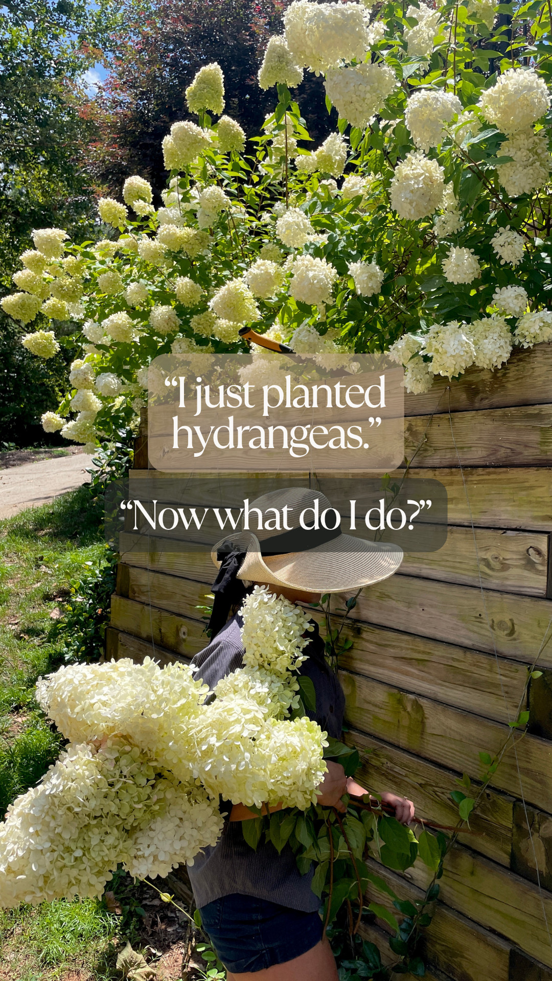 If you’re a new hydrangea parent, here’s everything you need to know for their first year. Each variety of hydrangea is a little different when it comes to pruning and bloom time. But one thing they all have in common is their love of water! 

 #LTKHome