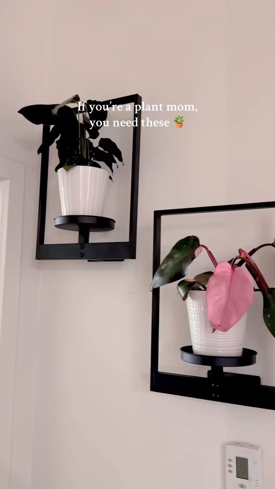 if you’re a plant mom, you need these 🫶🏻

#LTKHome #LTKHoliday #LTKdayinmylife