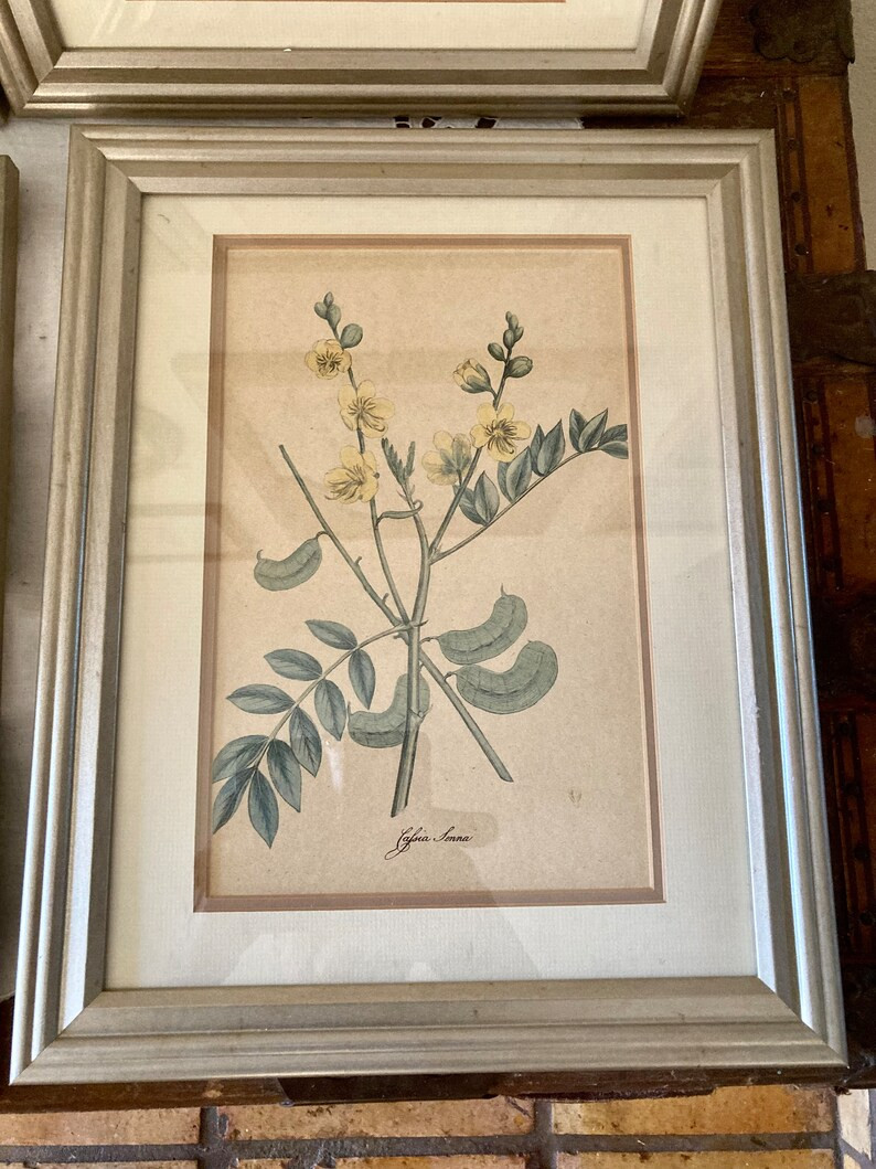 Vintage Botanical Framed Prints Vintage Framed Herbal Prints - Etsy | Etsy (US)