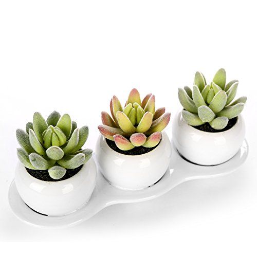 Set of 3 Realistic Artificial Succulent Planters w/ Round White Ceramic Pots & Decorative Display Tr | Amazon (US)