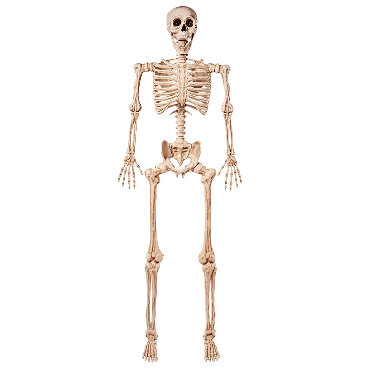 5.6 FT Halloween Posable Life Size Skeleton Full Body Realistic Bones with Movable Joints for Hal... | Wayfair North America