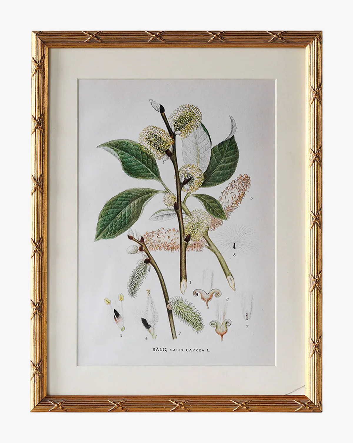 Botanical Study No. 3 | McGee & Co. (US)