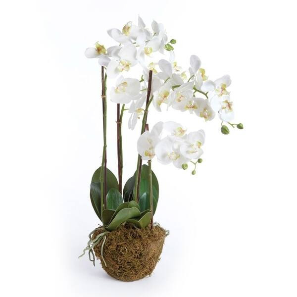 Phalaenopsis Orchid 30 inch Tall Drop-In - Overstock - 25775295 | Bed Bath & Beyond