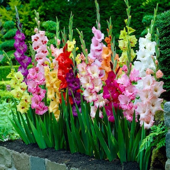 Garden State Bulb Multicolor Rainbow Mix Gladiolus Bulbs 25 Count | Lowe's
