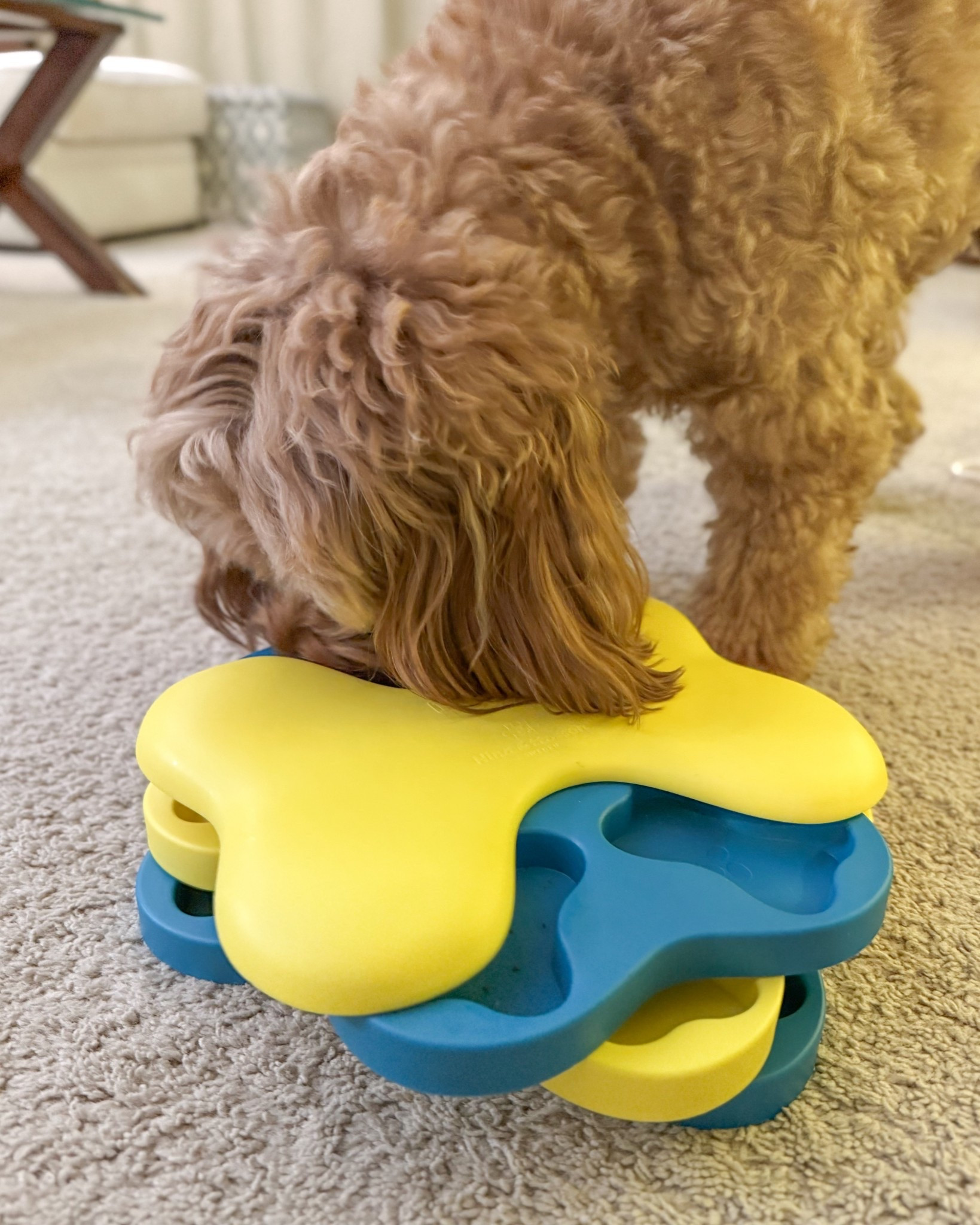 Love this blue & yellow puzzle that we just got Ollie for Xmas! Linked this one plus others below! Such a good way to keep their mind stimulated! He already has a couple of their puzzles, and he always gets so excited to eat out of them! Def recommend! 