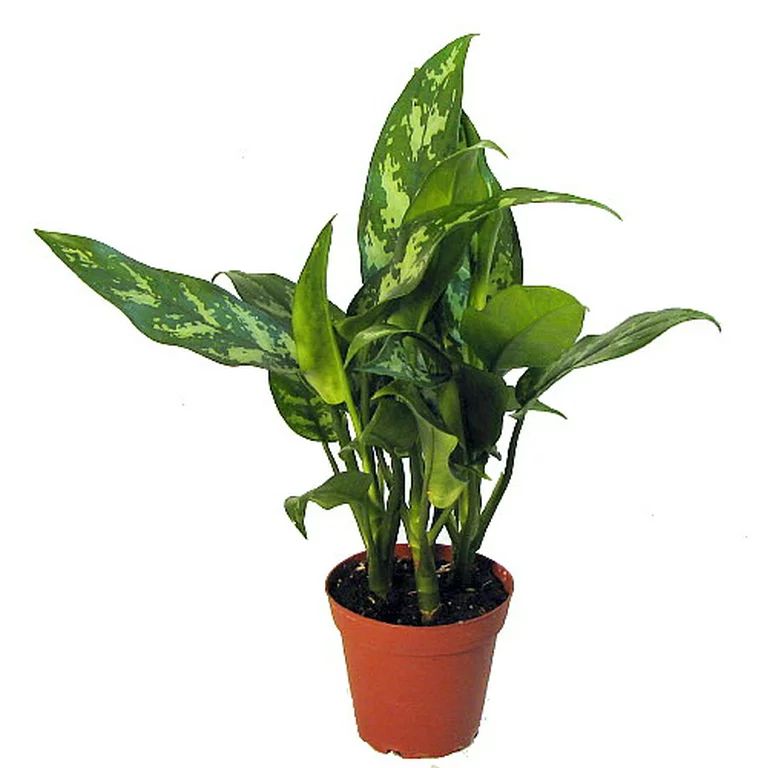 Maria Chinese Evergreen Plant - Aglaonema - Low Light - 4" Pot | Walmart (US)