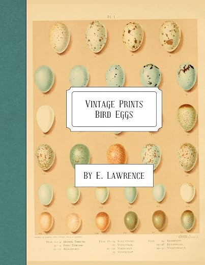 Vintage Prints: Bird Eggs | Amazon (US)
