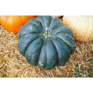 Live Blue Jarrahdale Pumpkin Freshly Harvested for Fall Decor (Medium 15 lbs. Size) | The Home Depot