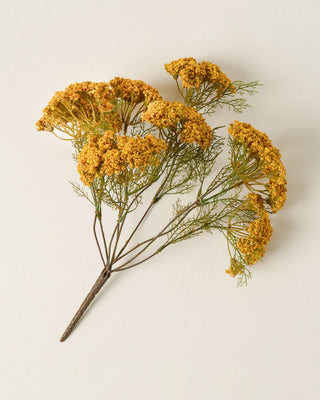 Yellow Queen Anne Lace Bush | Magnolia