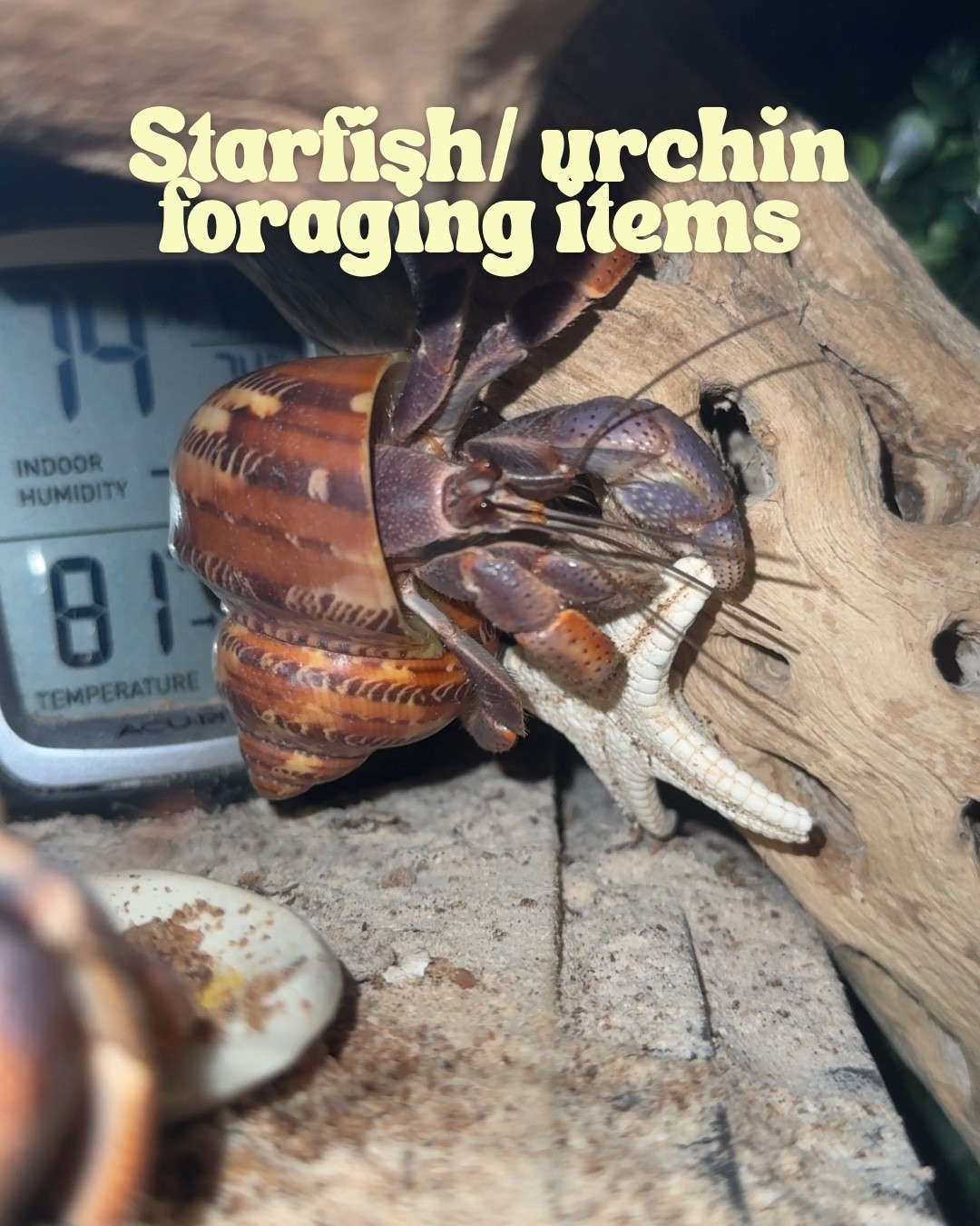 Starfish and other foraging items for hermit crabs 
