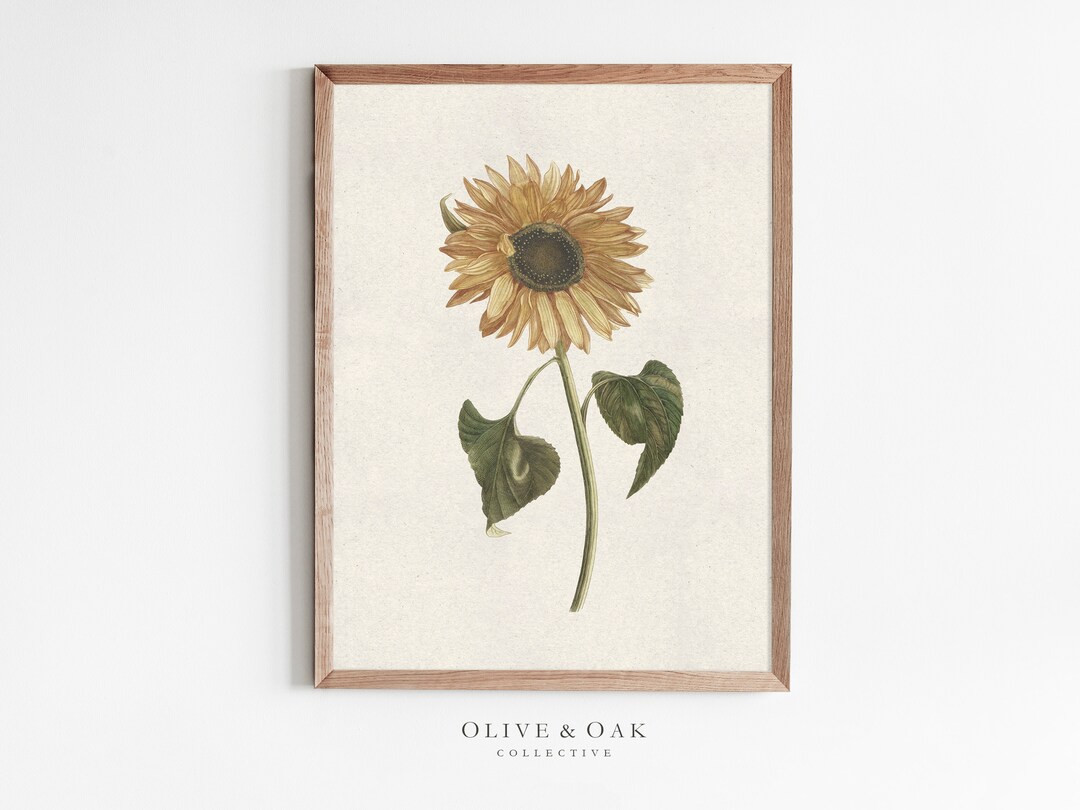 Sunflower Botanical Art Print / Sunflower Drawing / Neutral Fall Wall Art / Autumn Decor PRINTABL... | Etsy (US)