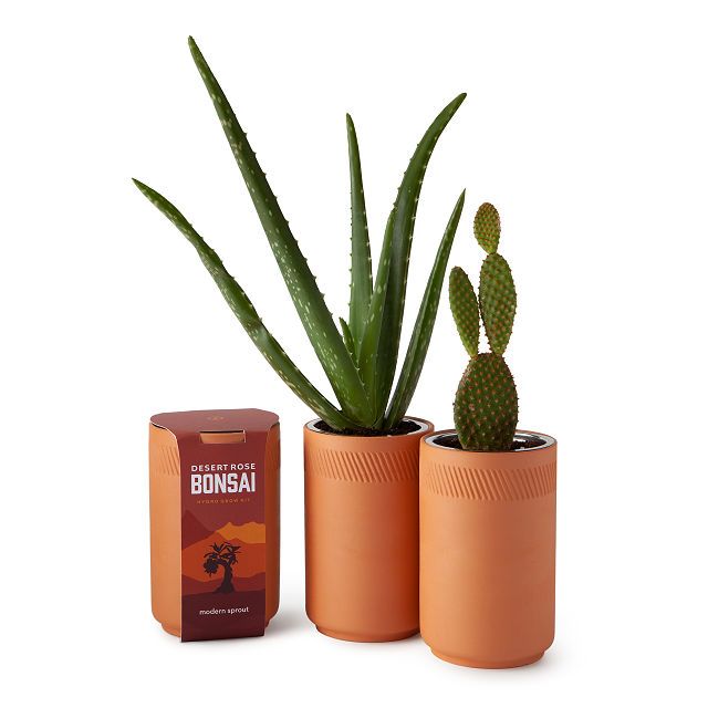 Indoor Desert Grow Kit | UncommonGoods