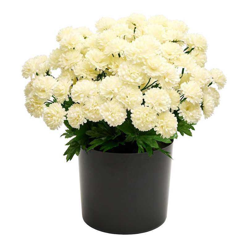 White Mum Arrangement, 16" | At Home
