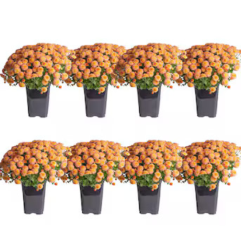 Costa Farms Orange Mum in 1-Quart Pot 8-Pack | Lowe's