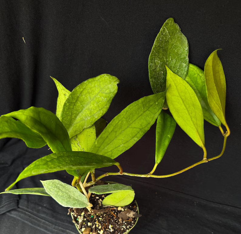 Hoya cv Jennifer | Etsy (US)