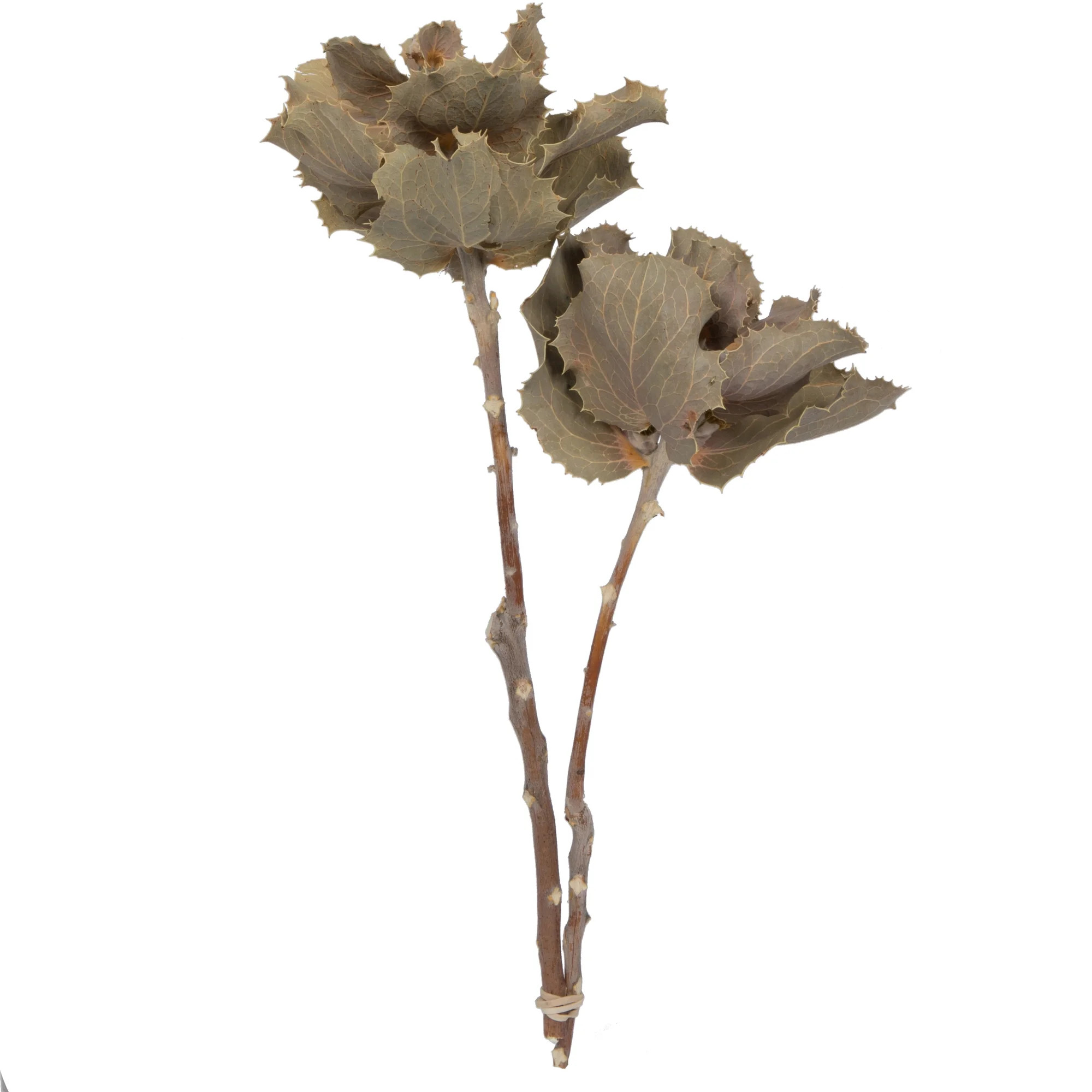 Vickerman Natural Botanicals 14" Queen Flower Stem, Natural Preserved Foliage Dried Floral Decor,... | Walmart (US)