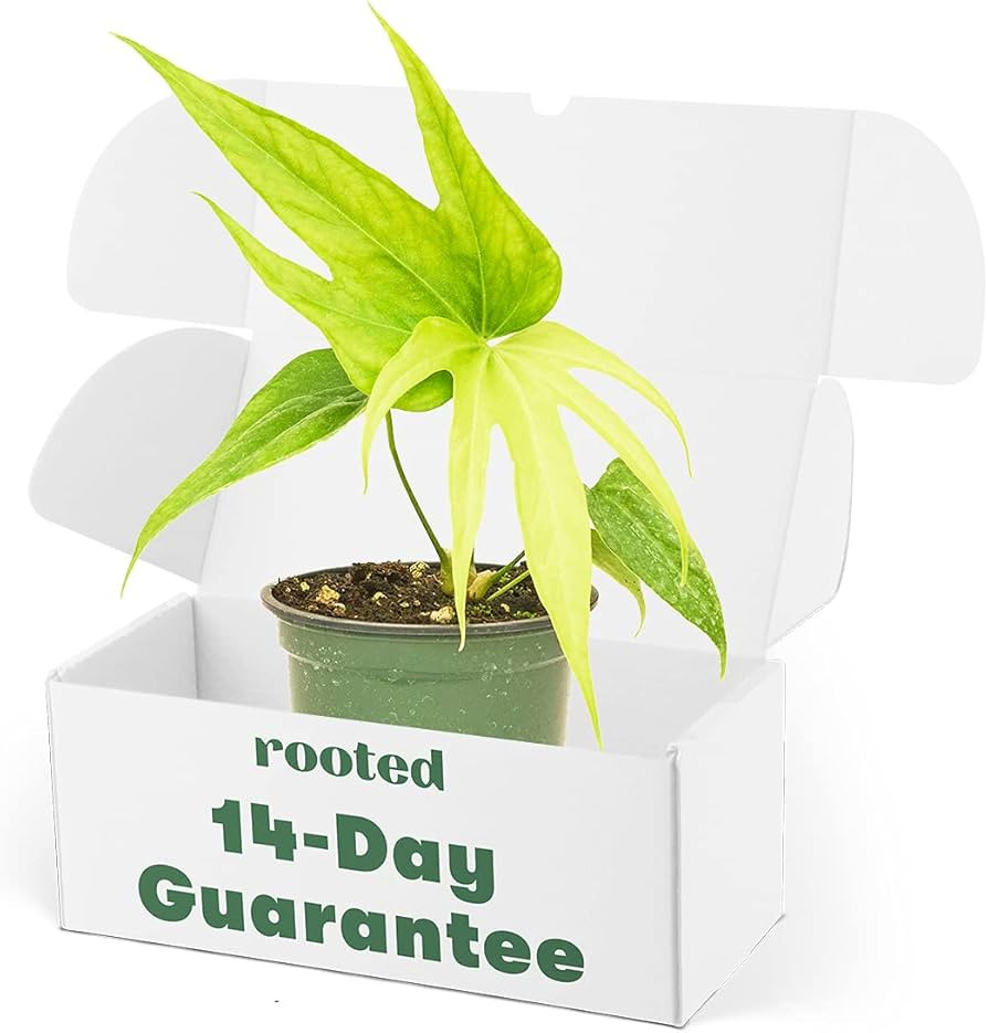 Rooted Anthurium Fingers, Anthurium pedatoradiatum, Live, Live Indoor, Home Decor, Easy to Grow, ... | Amazon (US)