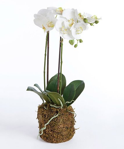 Porch & Petal Phalaenopsis Arrangement | Zulily