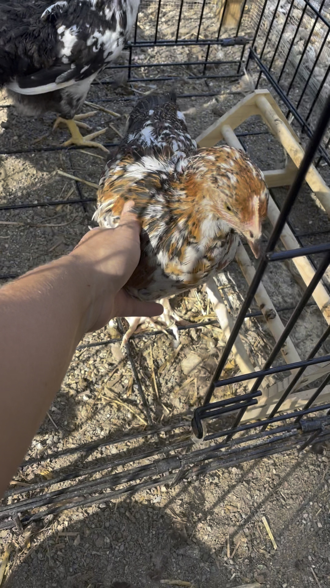 The chicks have moved outside to the big chicken coop 🐣🏠. It's all chirps and clucks as the hens get acquainted with their new roomies! 

#LTKhome #LTKSeasonal #LTKunder100
