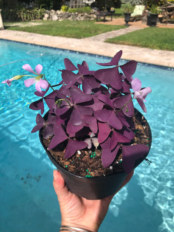 Oxalis triangularis, purple, 6” pot | Etsy (US)