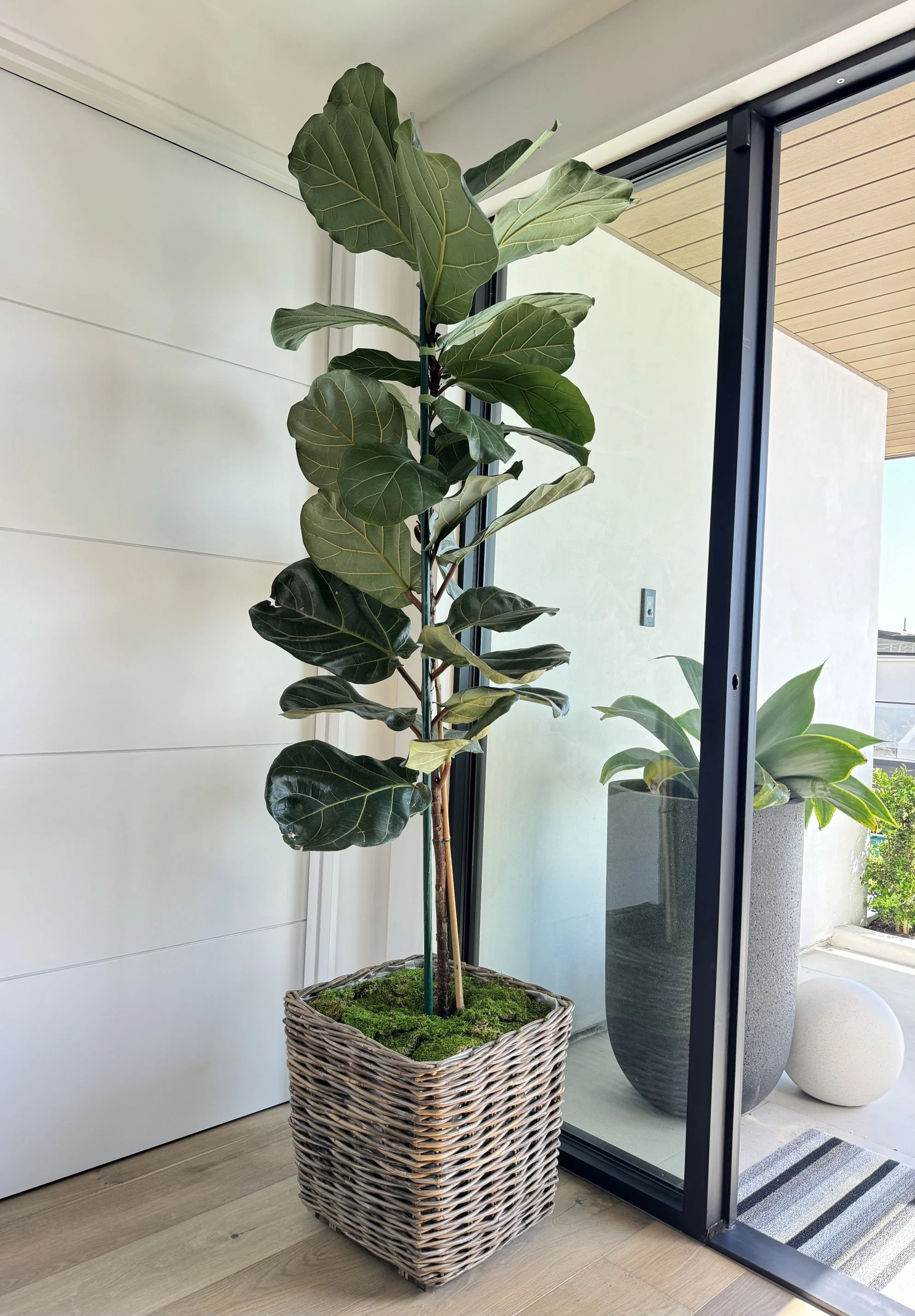 Ayriauna Rattan Cachepot | Wayfair North America
