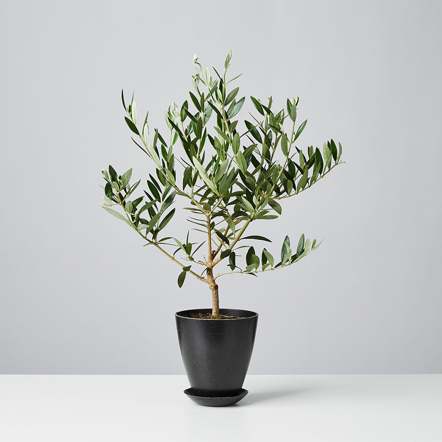 Olive Tree | plants.com