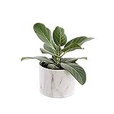 Plants by Post Ficus Audrey – 6-inch Indoor Tree in Ceramic Marble Pot | Amazon (US)