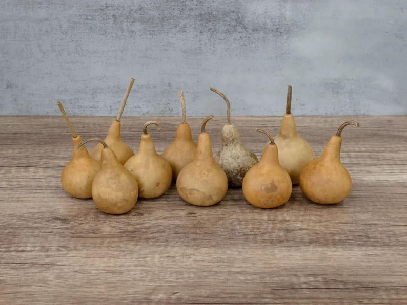 10 Small Martin Gourds - 2" Diameter, Dried Gourds for Crafts and Decor | Etsy (Global)