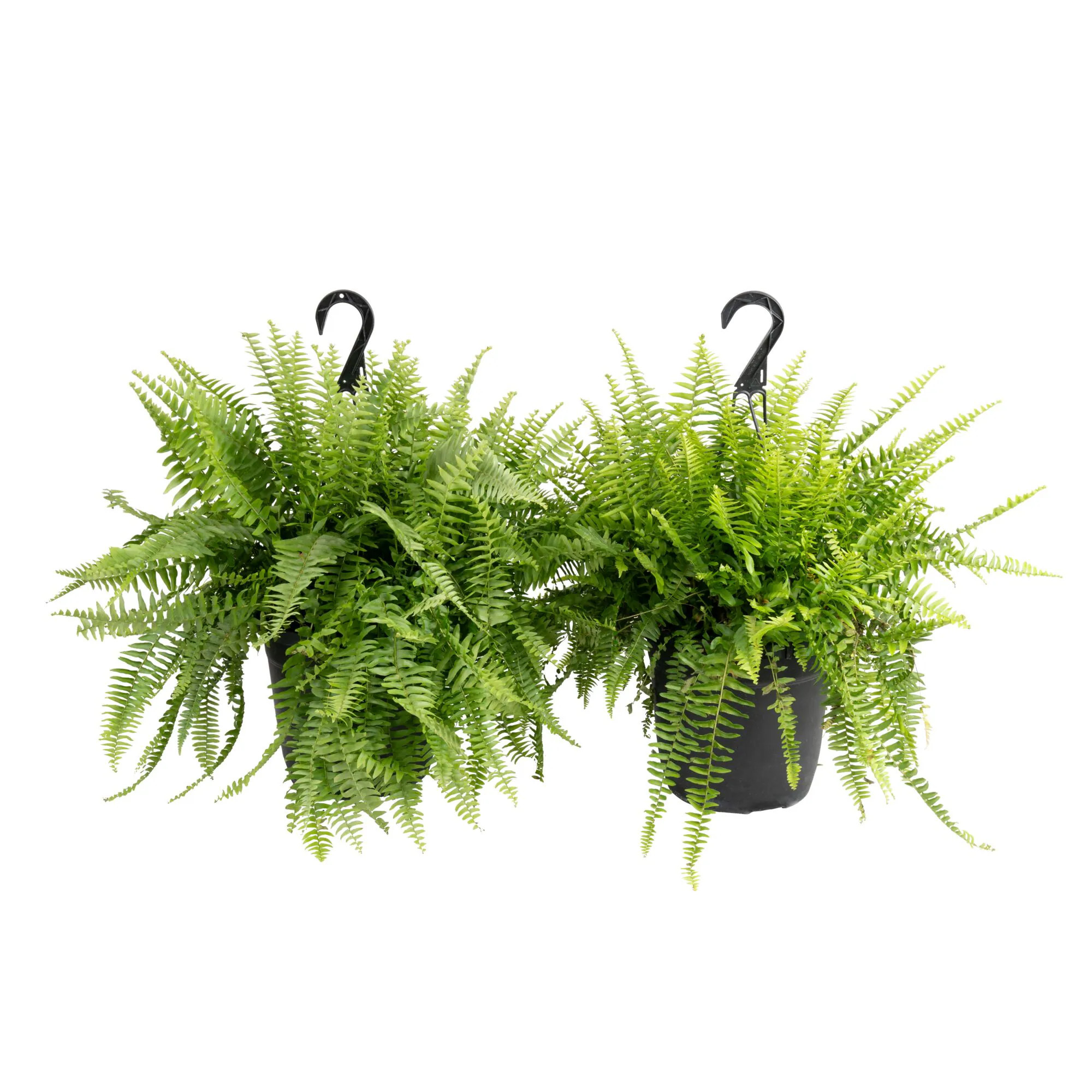 Costa Farms Boston Fern in 10 Inch(es) Hanging basket 2 -Pack one_size | CO.BF10.1.HB.BLK.PK2 | Lowe's