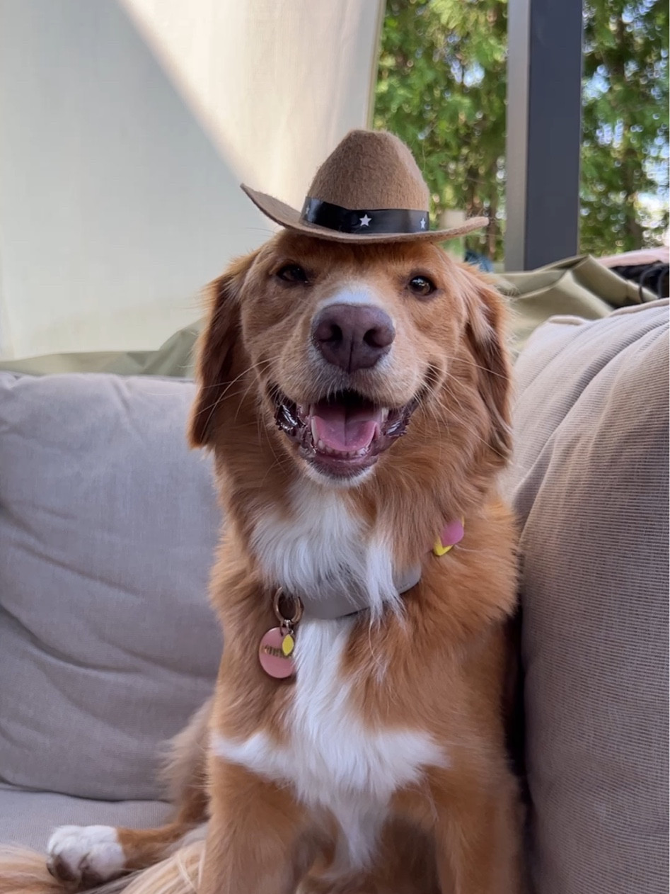 Cow boy hat for your dog 🤠 Part of Lenny’s hat collection.

#LTKunder50