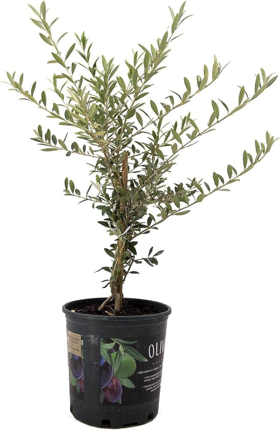 American Plant Exchange Arbequina Olive Tree, 6-Inch Pot, 2.5ft Tall, Self-Pollinating, Fruiting ... | Amazon (US)