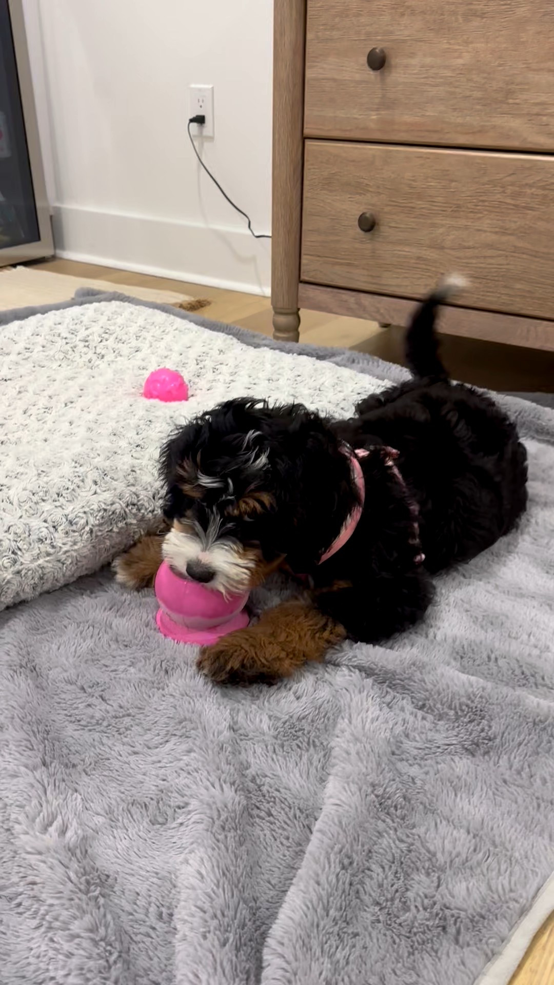 Introducing the Freezball. Not only can it withstand the wear and tear of tough chewers, but it's also a reusable and fillable dog chew that can keep even anxious pups happy and calm. All you have to do, is fill it up, freeze it and serve your pup.


#LTKFindsUnder50 #LTKmorningroutine #LTKHome