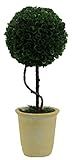 Admired By Nature Faux Preserved Artificial Boxwood Ball Topiary Plant Tabletop in Pot, 13.5" H | Amazon (US)