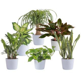 6 in. Sansevieria, Pothos, ZZ, Dieffenbachia, Siam and Ponytail Plant in White Decor Planter, (6 ... | The Home Depot