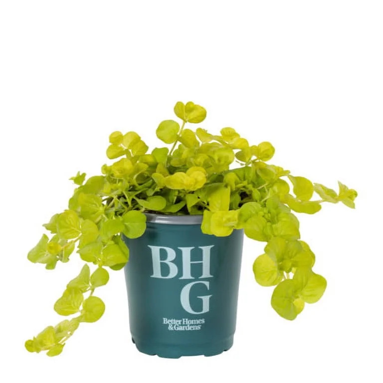 Better Homes & Gardens 1PT Green Lysimachia Live Annual Plant Sun | Walmart (US)