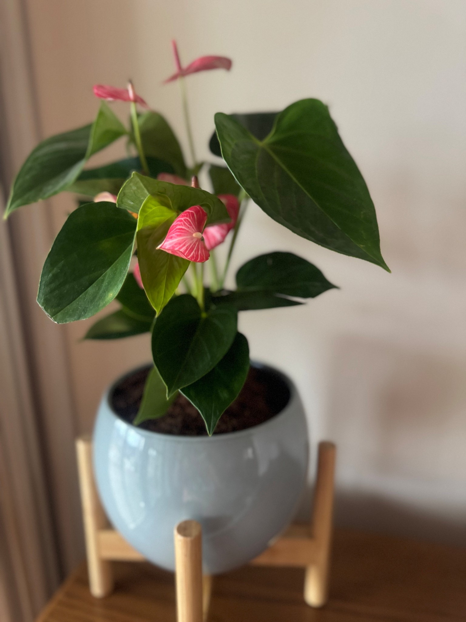 @easyplant for the win on the indoor plant game! #livinglargeinlilly #plantlife #plantmom 

#LTKHome #LTKdayinmylife #LTKmomlife