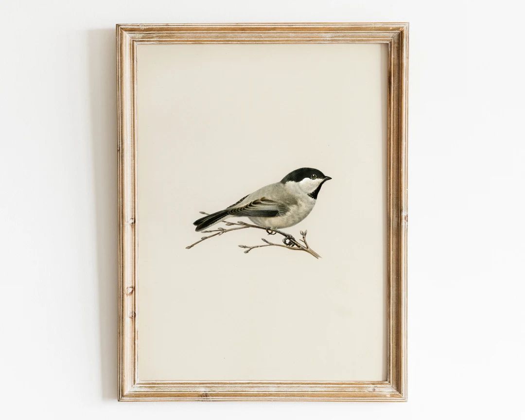 Antique Bird Art Print, Printable Chickadee Drawing Wall Art, Vintage Nursery Wall Decor, Country... | Etsy (US)