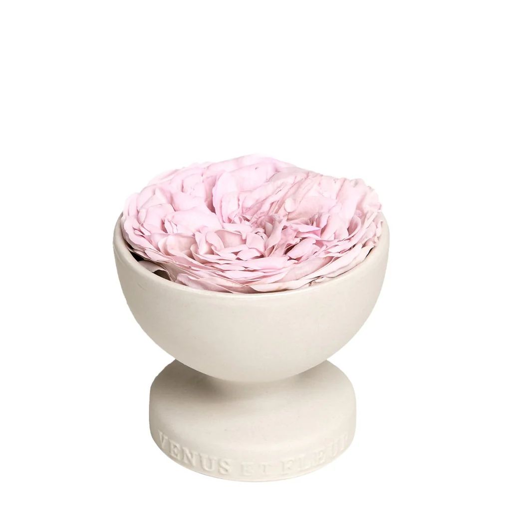 Porcelain Collection - Le Mini Aura Vase with Eternity Garden Rose | Venus ET Fleur