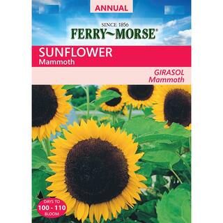 Ferry-Morse Sunflower Mammoth Seeds-X6544 - The Home Depot | The Home Depot