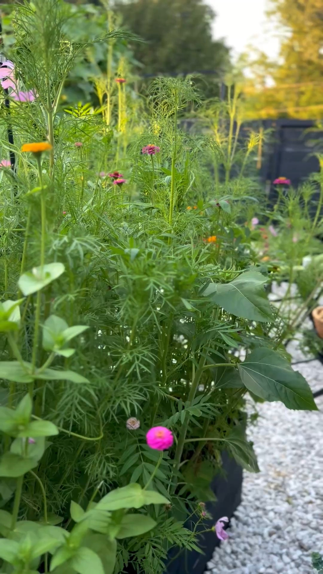 The seed mix behind my wildflower garden 🌸🌿

This is the Hummingbird & Butterfly Wildflower Mix I use for my zinnias + cosmos! I love it because it’s SO beginner friendly—scatter the seeds, water them in, and let them grow. ✨

Perfect if you want that colorful, whimsical cottage garden look without overcomplicating it. 🦋

Linked the exact seed mix I use below!

#LTKdayinmylife #LTKSeasonal #LTKHome
