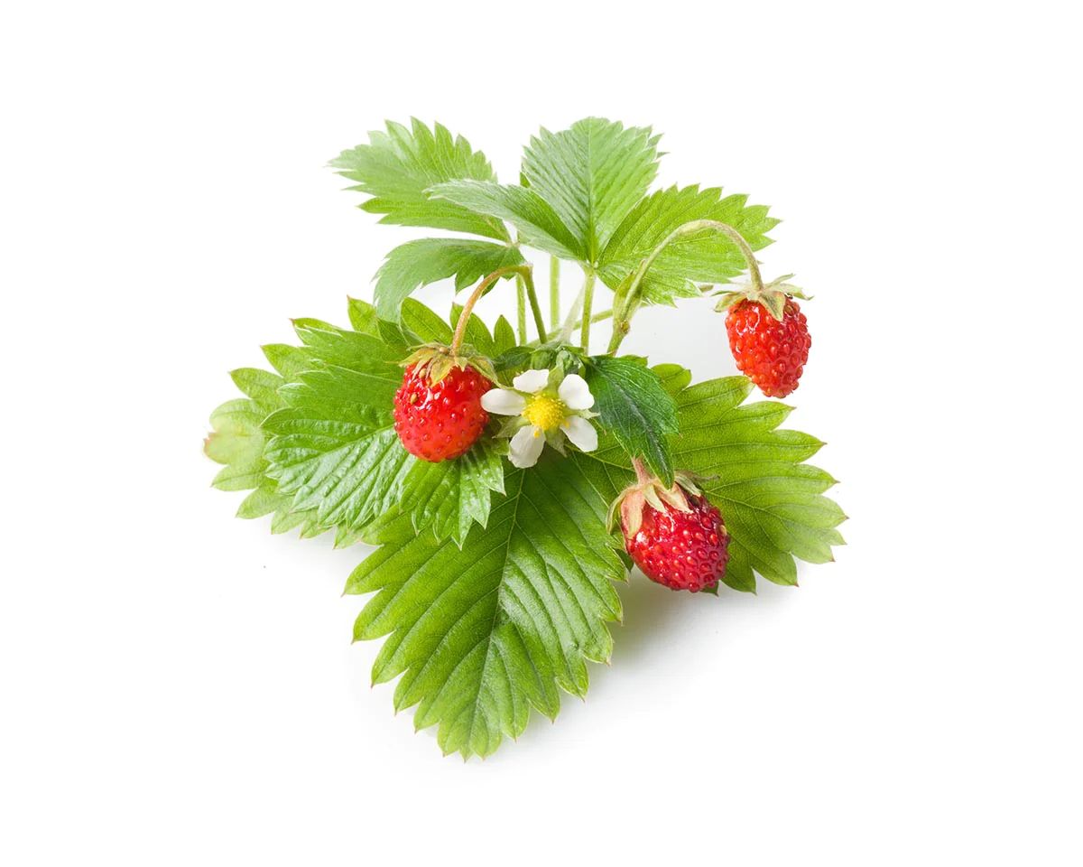Wild Strawberry Plant Pods | Click & Grow