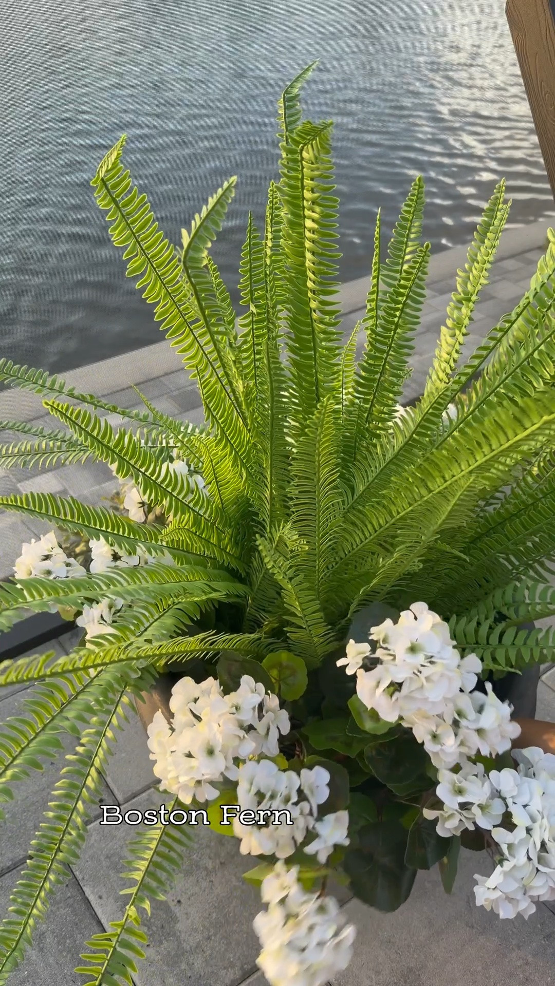 Lanai Refresh Part 2
Nearly Natural florals, faux fern, faux geraniums, transitional home, modern decor, amazon find, amazon home, target home decor, mcgee and co, studio mcgee, amazon must have, pottery. barn, Walmart finds, affordable decor, home styling, budget friendly, accessories, neutral decor, home finds, buy new arrival, coming soon, sale alert, high end look for less, Amazon favorites, Target finds, cozy, modern, earthy, transitional, luxe, romantic, home decor, budget friendly decor #nearlynaturalflowers

#LTKSeasonal #LTKHome
